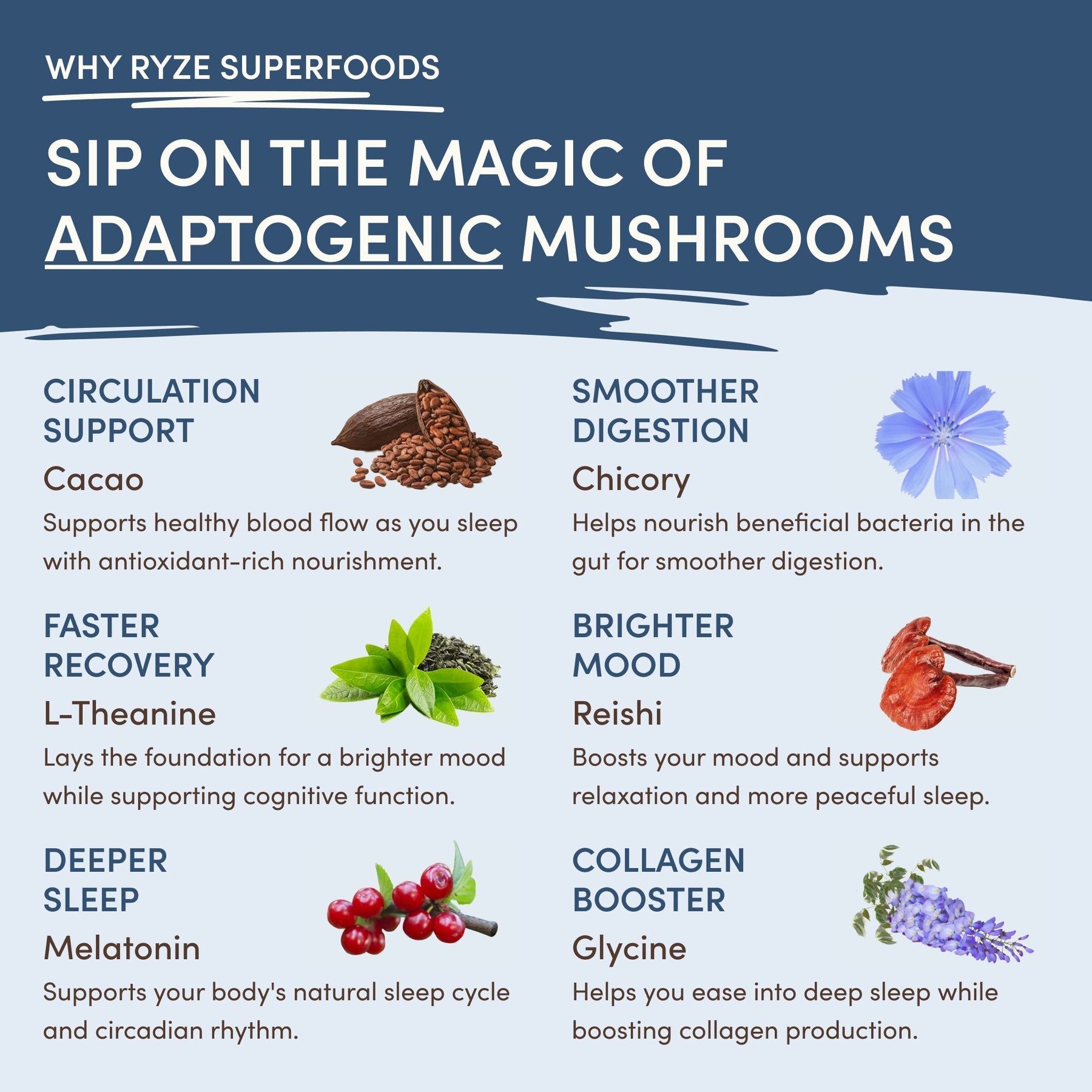 Hot Cocoa (20 servings) - Daily Pack